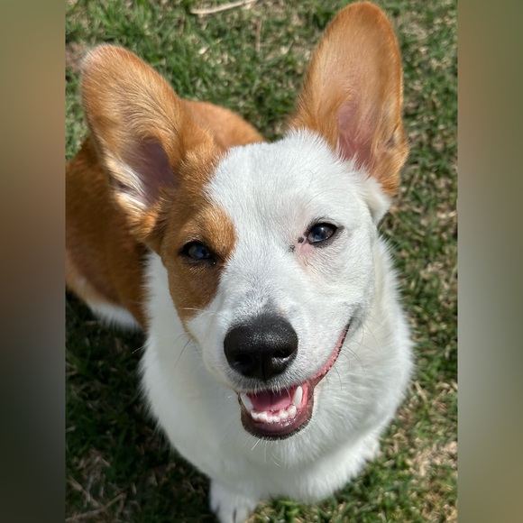 Meet your Posher, Sade - Picture 5 of 6